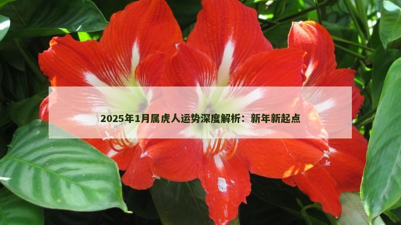 2025年1月属虎人运势深度解析:新年新起点