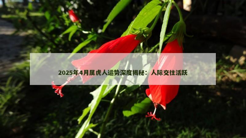 2025年4月属虎人运势深度揭秘:人际交往活跃