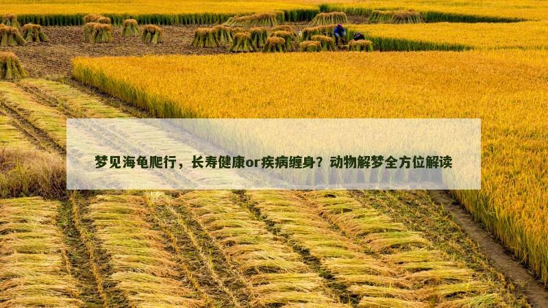 梦见海龟爬行,长寿健康or疾病缠身?动物解梦全方位解读