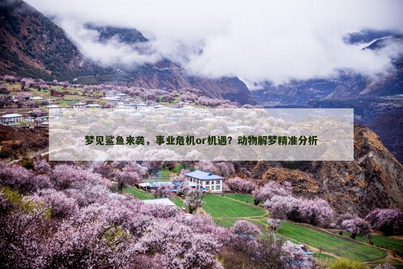 梦见鲨鱼来袭,事业危机or机遇?动物解梦精准分析