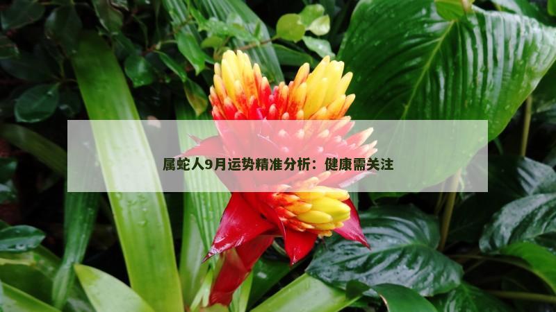属蛇人9月运势精准分析:健康需关注