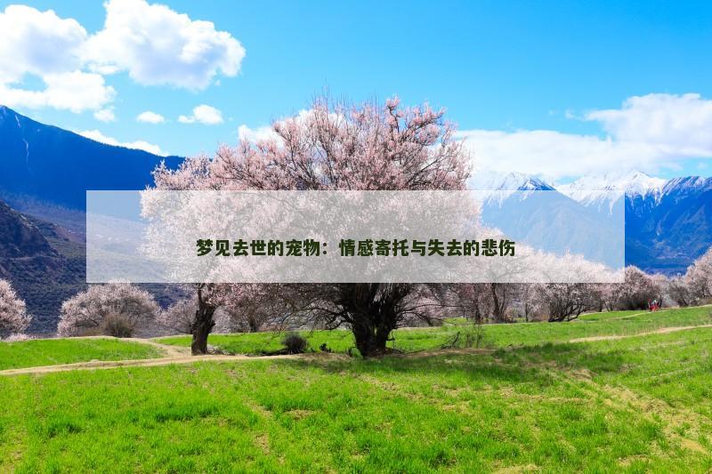 梦见去世的宠物:情感寄托与失去的悲伤