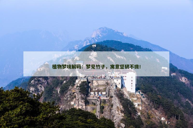 植物梦境解码:梦见竹子,寓意坚韧不拔!