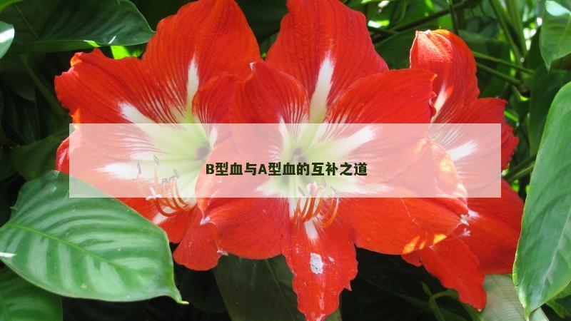 B型血与A型血的互补之道