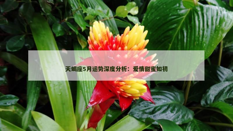 天蝎座5月运势深度分析:爱情甜蜜如初