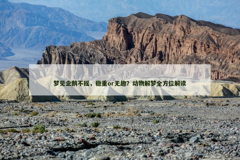 梦见企鹅不摇,稳重or无趣?动物解梦全方位解读