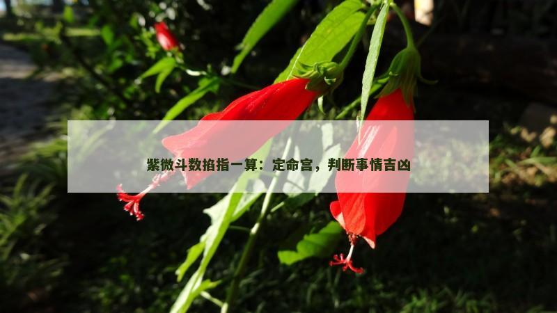 紫微斗数掐指一算:定命宫,判断事情吉凶