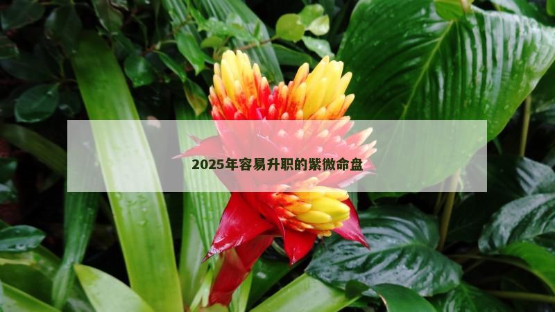 2025年容易升职的紫微命盘