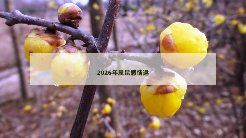 2026年属鼠感情运