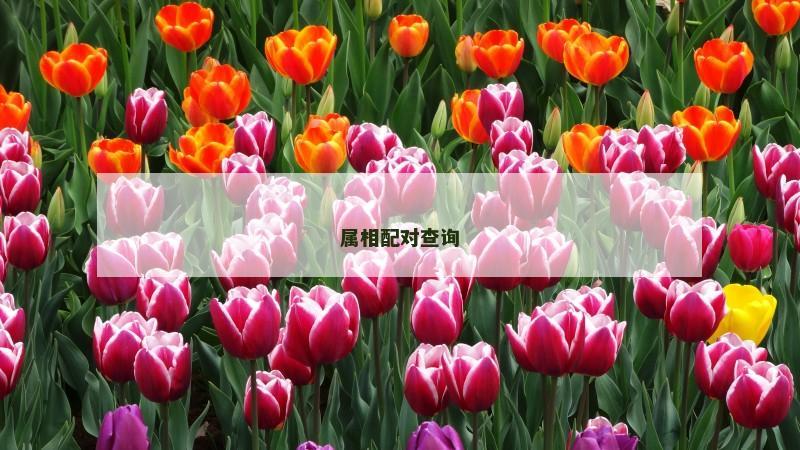 属相配对查询
