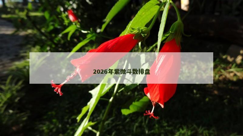 2026年紫微斗数排盘